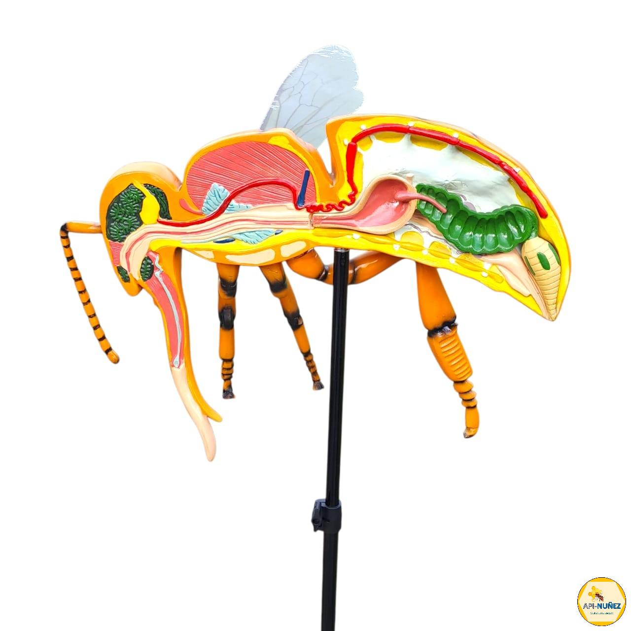 MODELO ANÁTOMICO DE LA ABEJA